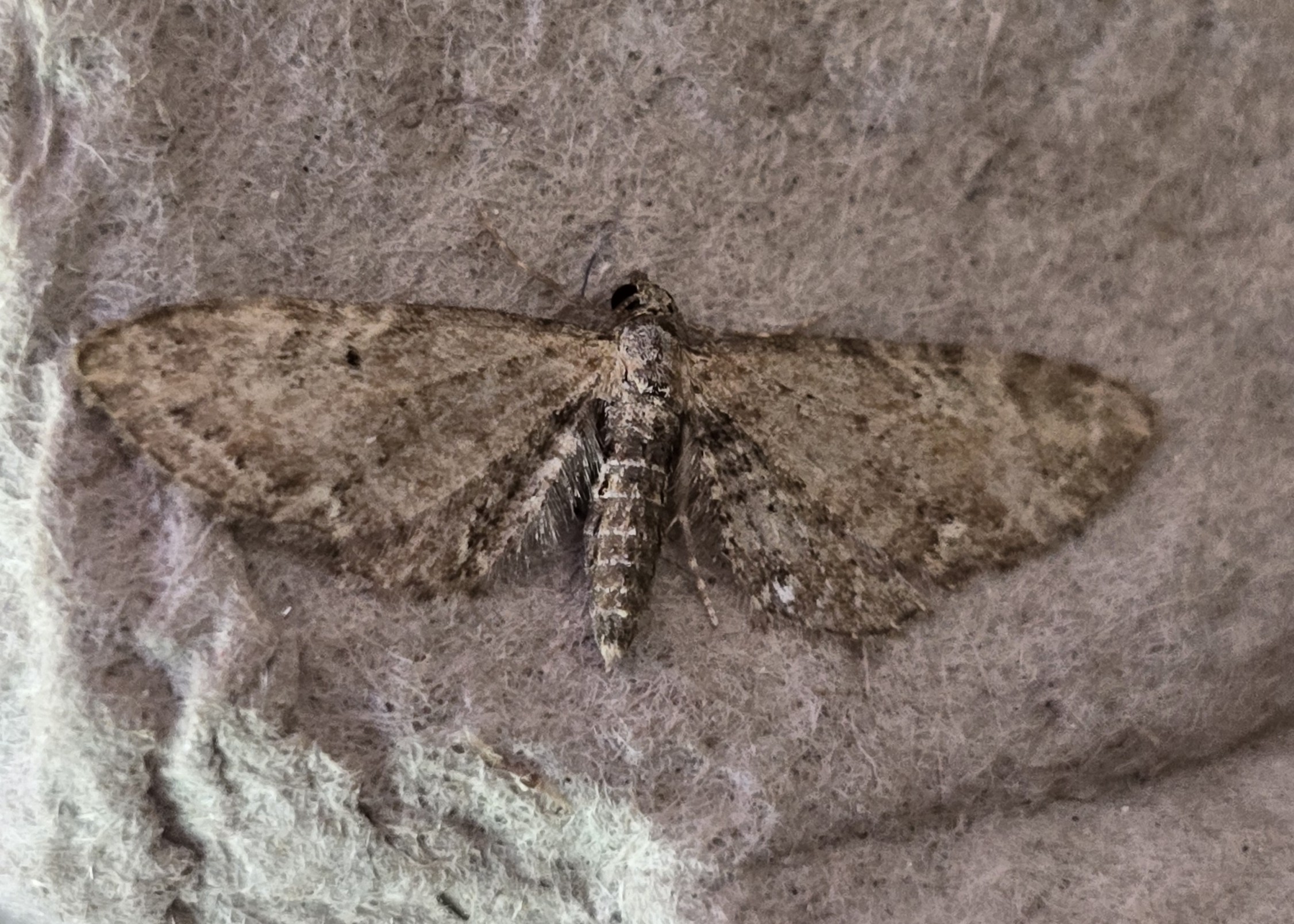 Photo of Common Pug (Eupithecia vulgata)